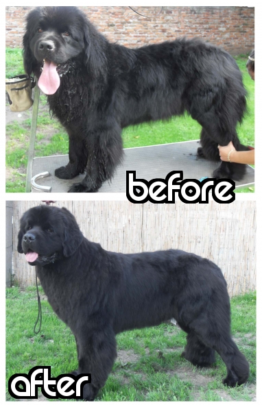 Our Bunk before and after grooming session. Thank You Maja from Cancrimo Kennel.