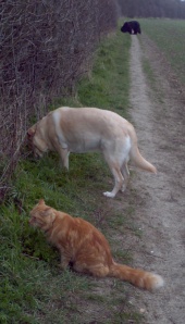 Mr. Ginger