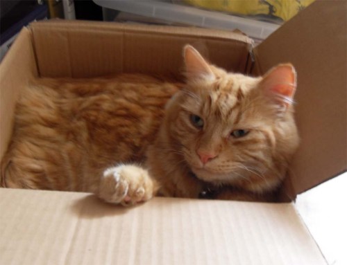 Mr. Ginger 
