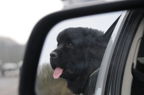 Traveling with pets 