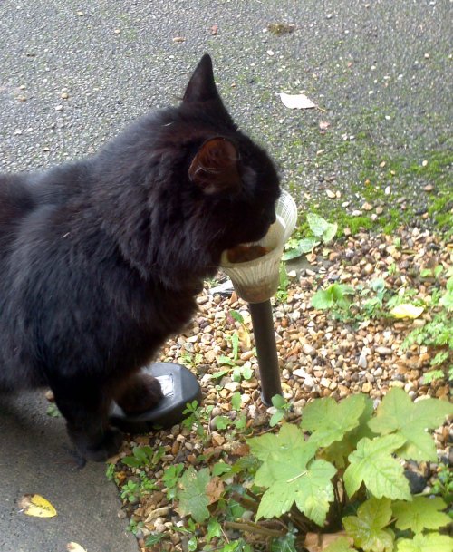 New, cat friendly water bowl ;-)