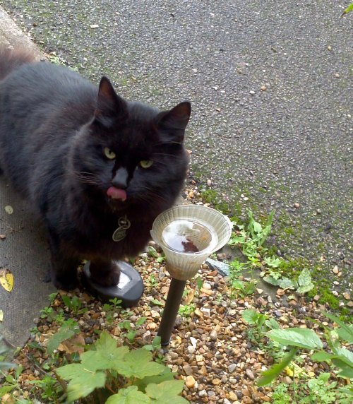 Yummy, tastes like... water?