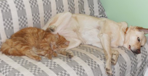 Being a sleeping companion