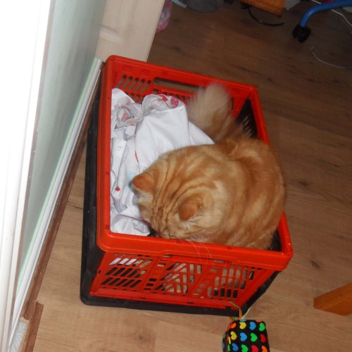 ... inspecting a full laundry basket...