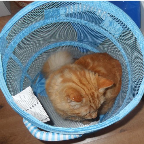 ... inspecting an empty  laundry basket...