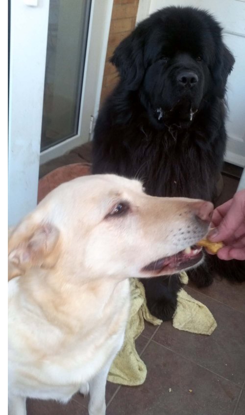 The first recorded incident of Lilly taking a treat from a human hand, that’s how good they are!