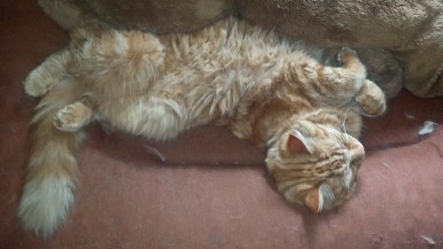 Taking over the dog bed