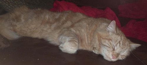 Taking over the sofa
