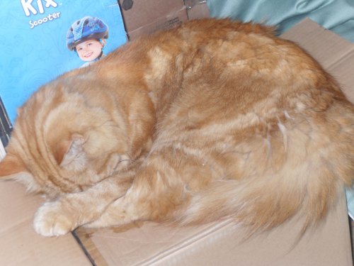Working as a paperweight for  cardboard boxes...