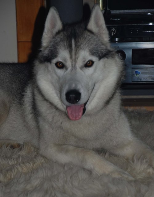 RIP Buffo 2008-2014 Run Free My Friend If Love Could Have Saved You, You Would Have Lived Forever
