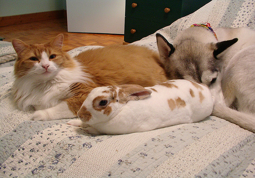 rabbit-cats-dogs
