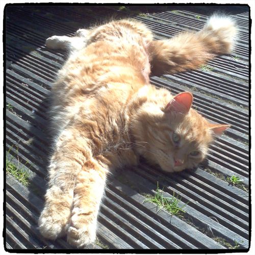 Chillin' in the sun 01