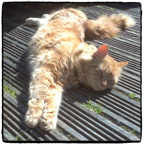 Chillin' in the sun 02