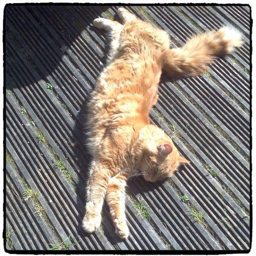 Chillin' in the sun 03
