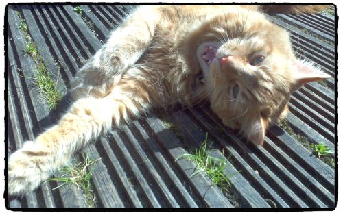 chillin' in the sun 04