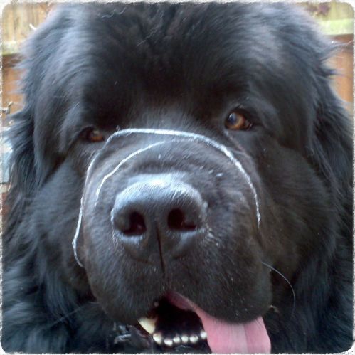newfoundland gloop art  act 7