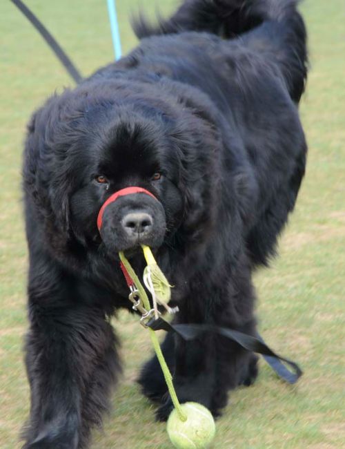 Look at me... and they stuck me in a puppy class!