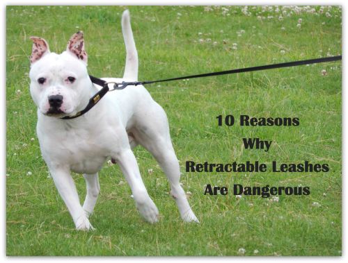 10 Reasons Why Retractable Leashes Are Dangerous