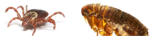 All you need to know about Ticks and Fleas