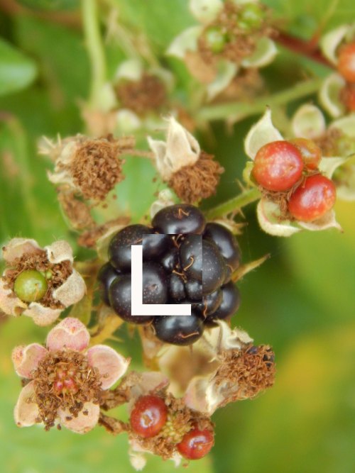 Blackberries Who what am I answer to 8 08