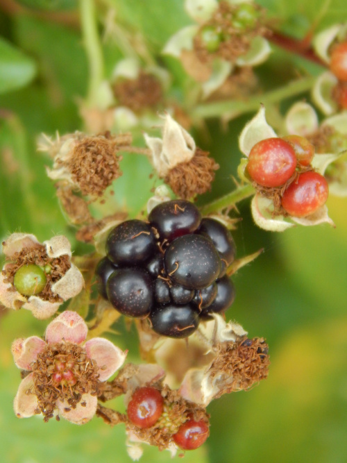 Blackberries