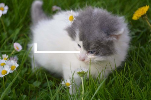 kitten - answer to 22 08