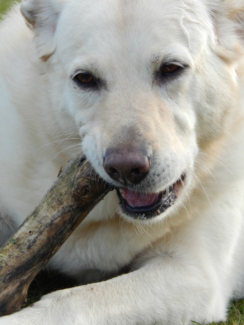 Lilly and her stick