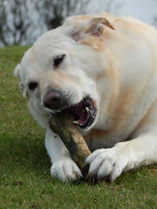 Lilly and stick