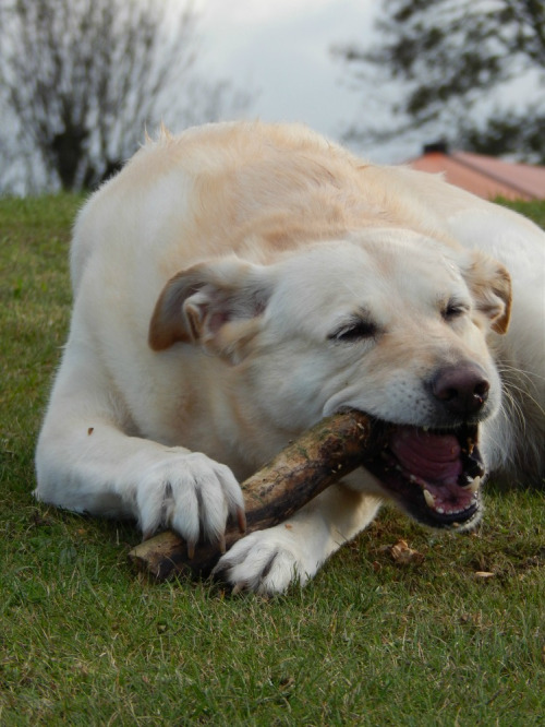 Lilly and the stick
