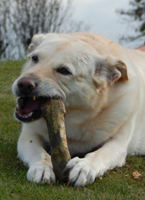 Lilly with a stick