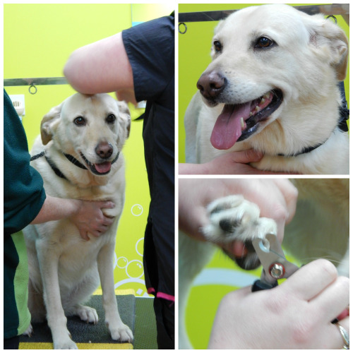 30 Day Pet Nutrition Challenge with Pets at Home – Week 2-3 – Lilly at the Groomer