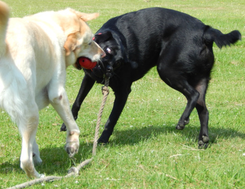 30 Day Pet Nutrition Challenge with Pets at Home – Week 2-3 – One down, one still going