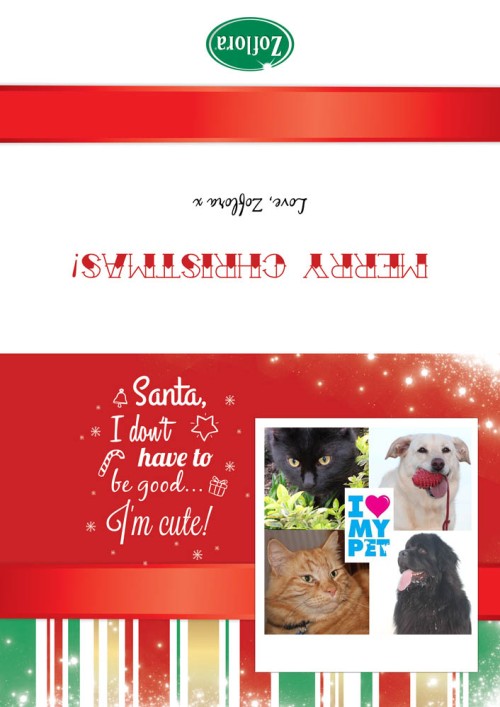 Zoflora, Pets and Christmas