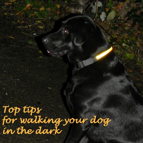 Top tips for walking your dog in the dark