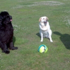 Please, can we play some ball?