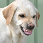 Reblog - He Growls at Me but He’d Never Bite Me!