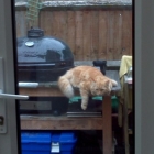 How to save a starving cat