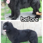 Priceless tips on how to groom and trim your Newfoundland