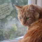 Cat Dreams – Felix Crunchy Crumbles Machine