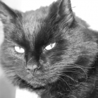 Wordless Wednesday #11