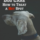 Dog Care – How to Treat a Hot Spot