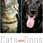 Cats Versus Dogs - Which Do You Prefer?