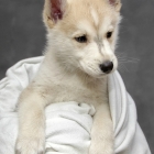 What You Should Consider Before Getting Your First Dog