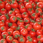 How to Preserve Tomatoes for Winter