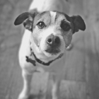 The 3-Step Solution to the Dog Jumping Up Issue