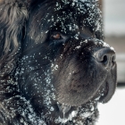 Winter Health Tips for Pets