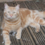 The cat that wants to be a dog