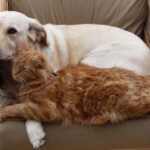 Like cat and dog…