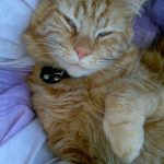 Mr. Ginger – waking up time