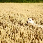 Time to play Hide and Seek